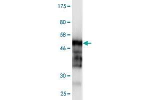 Western Blot detection against Immunogen (48.