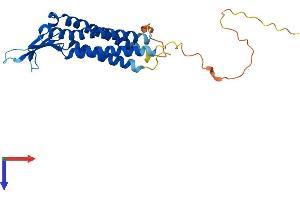 AlphaFold protein structure predicition of Human Recombinant CLDN12 Protein, UniprotID P56749