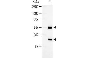 Image no. 1 for Rabbit anti-Goat IgG (Whole Molecule) antibody (Alkaline Phosphatase (AP)) (ABIN300301) (Lapin anti-Chévre IgG (Whole Molecule) Anticorps (Alkaline Phosphatase (AP)))