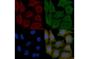 ABIN6260985 and ABIN6266912 staining Hela cells(45 min of heat-shock) by IF/ICC. (COX17 anticorps  (N-Term))