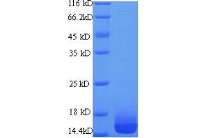 SDS-PAGE (SDS) image for Galectin 7 (LGALS7) (AA 2-136) protein (His tag) (ABIN5713600)