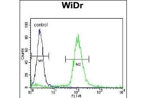 SFRS1 Antibody (C-term) (ABIN390841 and ABIN2841068) flow cytometric analysis of WiDr cells (right histogram) compared to a negative control cell (left histogram). (SRSF1 anticorps  (C-Term))