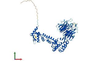 AlphaFold protein structure predicition of Mouse Recombinant Kbtbd3 Protein, UniprotID Q8BHI4
