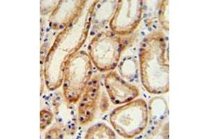 Immunohistochemistry analysis in formalin fixed and paraffin embedded human normal lung tissue reacted with GALNT5 Antibody (N-term) followed by peroxidase conjugation of the secondary antibody and DAB staining. (GALNT5 anticorps  (N-Term))