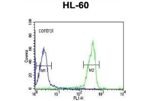 Flow Cytometry (FACS) image for anti-Osteomodulin (OMD) antibody (ABIN3003236)