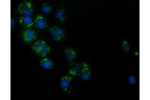 Anti-HAO1 mouse monoclonal antibody (ABIN2453105) immunofluorescent staining of COS7 cells transiently transfected by pCMV6-ENTRY HAO1 (RC216834). (HAO1 anticorps)