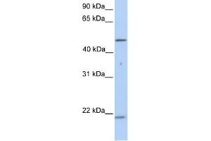 Cytokeratin 10 antibody used at 1 ug/ml to detect target protein. (Keratin 10 anticorps)