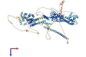 AlphaFold protein structure predicition of Mouse Recombinant Diaph3 Protein, UniprotID Q9Z207