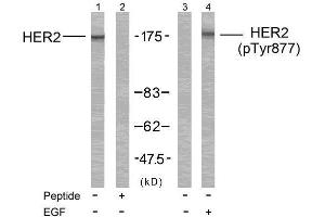 Western blot analysis of extract from MDA-MB-231 cells treated or untreated with EGF using HER2 (Ab-877) Antibody (E021070, Line 1 and 2) and HER2 (phospho-Tyr877) antibody (E011075, Line 3 and 4). (ErbB2/Her2 anticorps  (pTyr877))