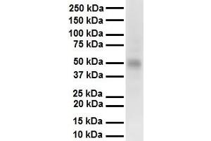 WB Suggested Anti-Pias2 antibody Titration: 1 ug/mL Sample Type: Human heart