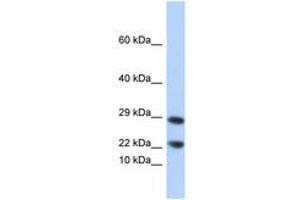 Image no. 1 for anti-Lipocalin 8 (LCN8) (N-Term) antibody (ABIN6744278) (LCN8 anticorps  (N-Term))