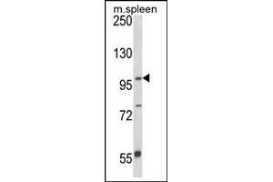 Western blot analysis of AP21362PU-N ANO5 Antibody (C-term) in Mouse spleen tissue lysates (35 µg/lane). (Anoctamin 5 anticorps  (C-Term))