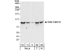 Western Blotting (WB) image for anti-Catenin, beta (CATNB) (AA 710-760) antibody (ABIN7453664)