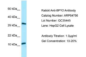 Western Blotting (WB) image for anti-Basic Charge, Y-Linked, 2 (BPY2) (C-Term) antibody (ABIN2789953) (BPY2 anticorps  (C-Term))