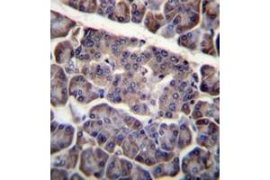Immunohistochemistry analysis in formalin fixed and paraffin embedded human pancreas tissue reacted with CD273 / PDL2 Antibody (N-term) followed by peroxidase conjugation of the secondary antibody and DAB staining.
