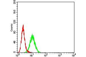 Flow cytometric analysis of Hela cells using RUNX3 mouse mAb (green) and negative control (red).