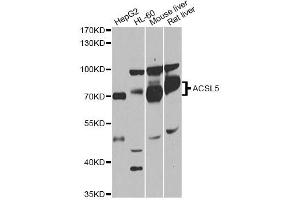 Western blot analysis of extracts of various cell lines, using ACSL5 antibody (ABIN1870777) at 1:1000 dilution. (ACSL5 anticorps)