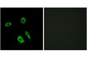 Immunofluorescence (IF) image for anti-Lysophosphatidic Acid Receptor 3 (LPAR3) (AA 111-160) antibody (ABIN2890767) (LPAR3 anticorps  (AA 111-160))