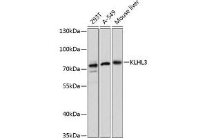 Western blot analysis of extracts of various cell lines, using KLHL3 antibody (ABIN6131858, ABIN6142937, ABIN6142938 and ABIN6217882) at 1:3000 dilution. (KLHL3 anticorps  (AA 1-110))