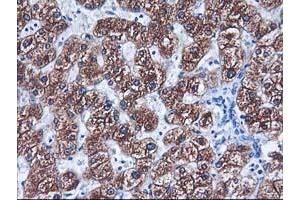 Immunohistochemical staining of paraffin-embedded Human liver tissue using anti-CYP2C9 mouse monoclonal antibody. (CYP2C9 anticorps)