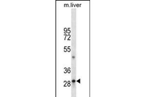 TPSAB1 Antibody (C-term) (ABIN656204 and ABIN2850492) western blot analysis in mouse liver tissue lysates (35 μg/lane). (TPSAB1 anticorps  (C-Term))