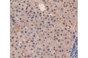 Figure. (Caspase 3 anticorps  (AA 29-175))