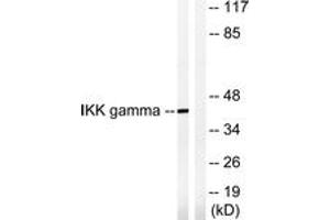Western blot analysis of extracts from HepG2 cells, treated with Anisomycin 0. (IKBKG anticorps  (AA 51-100))