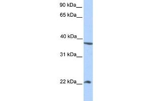 Western Blotting (WB) image for anti-NEK7 (NEK7) antibody (ABIN2459252) (NEK7 anticorps)