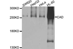 Western blot analysis of extracts of various cell lines, using CAD antibody (ABIN5974557) at 1/1000 dilution. (CAD anticorps)