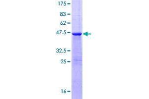 Image no. 1 for Family with Sequence Similarity 107, Member A (FAM107A) (AA 1-144) protein (GST tag) (ABIN1353404)