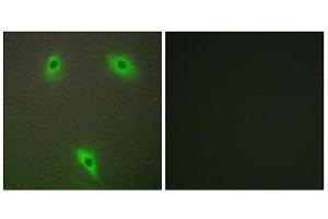 Immunofluorescence (IF) image for anti-Kelch-Like 3 (KLHL3) (N-Term) antibody (ABIN1850052) (KLHL3 anticorps  (N-Term))