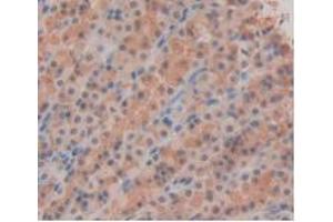 IHC-P analysis of Rat Stomach Tissue, with DAB staining. (IL-33 anticorps  (AA 110-261))
