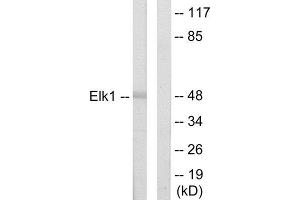 Western Blotting (WB) image for anti-ELK1, Member of ETS Oncogene Family (ELK1) (N-Term) antibody (ABIN1849227) (ELK1 anticorps  (N-Term))