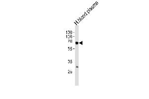 FGA Antibody (N-term) (ABIN390830 and ABIN2841057) western blot analysis in human blood plasma tissue lysates (35 μg/lane).