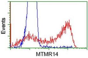 HEK293T cells transfected with either RC207732 overexpress plasmid (Red) or empty vector control plasmid (Blue) were immunostained by anti-MTMR14 antibody (ABIN2453331), and then analyzed by flow cytometry.