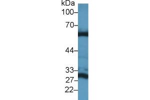 Western Blot; Sample: Mouse Liver lysate; Primary Ab: 1µg/ml Rabbit Anti-Mouse GLS2 Antibody Second Ab: 0.
