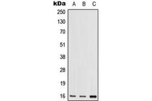 Western blot analysis of RPS17 expression in HEK293T (A), mouse lung (B), rat lung (C) whole cell lysates. (RPS17 anticorps  (N-Term))