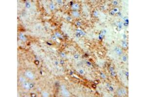 Used in DAB staining on fromalin fixed paraffin-embedded Brain tissue (CCL4L1 anticorps  (AA 24-92))
