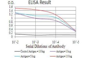 anti-Chromobox Homolog 6 (CBX6) (AA 269-412) antibody