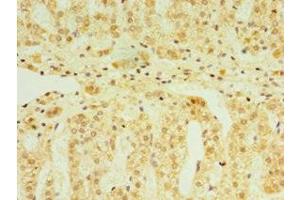 Immunohistochemistry of paraffin-embedded human adrenal gland tissue using ABIN7152819 at dilution of 1:100 (FGF6 anticorps  (AA 38-208))