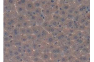 Detection of C4 in Mouse Liver Tissue using Polyclonal Antibody to Complement Component 4 (C4)