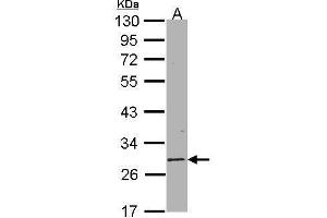 WB Image Sample(30 μg of whole cell lysate) A:Hep G2, 10% SDS PAGE antibody diluted at 1:1000