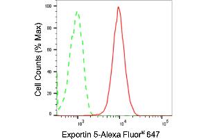 anti-Exportin 5 (XPO5) antibody