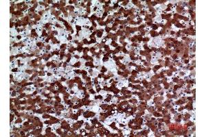 Immunohistochemistry (IHC) analysis of paraffin-embedded Human Liver, antibody was diluted at 1:100.