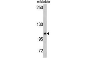 Western blot analysis of OGT antibody (C-term) in mouse bladder tissue lysates (35ug/lane). (OGT anticorps  (C-Term))