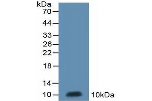 MT-ND5 抗体  (AA 425-562)