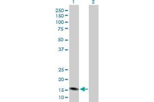 Western Blot analysis of PGF expression in transfected 293T cell line by PGF MaxPab polyclonal antibody. (PLGF anticorps  (AA 1-170))
