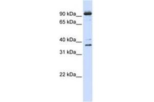 Image no. 1 for anti-Nuclear Cap Binding Protein Subunit 1, 80kDa (NCBP1) (N-Term) antibody (ABIN6742972) (NCBP1 anticorps  (N-Term))