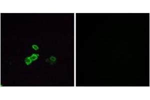 Immunofluorescence analysis of MCF7 cells, using OR5U1 Antibody. (OR14J1 anticorps  (AA 272-321))