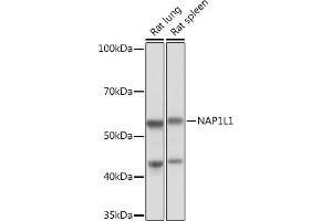 Western blot analysis of extracts of various cell lines, using NL1 Rabbit mAb (ABIN7269060) at 1:1000 dilution. (NAP1L1 anticorps)